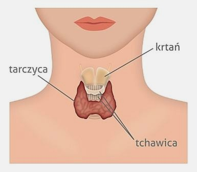 Zaburzenia pracy tarczycy: objawy niedoczynności i nadczynności